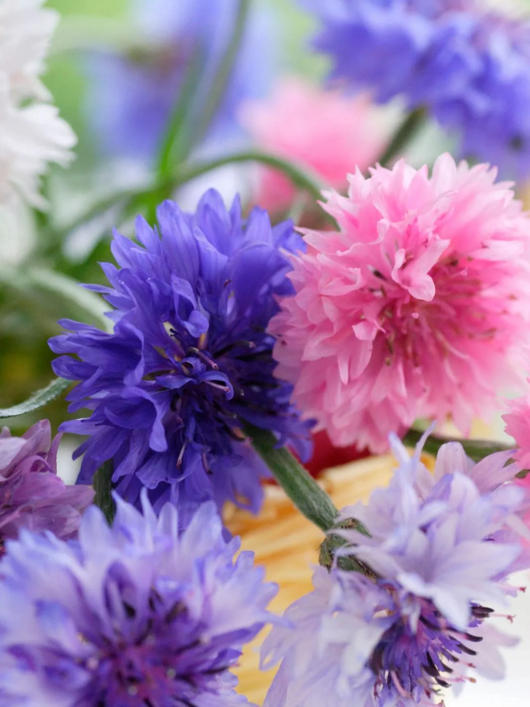 Baking With Flowers - Image 3