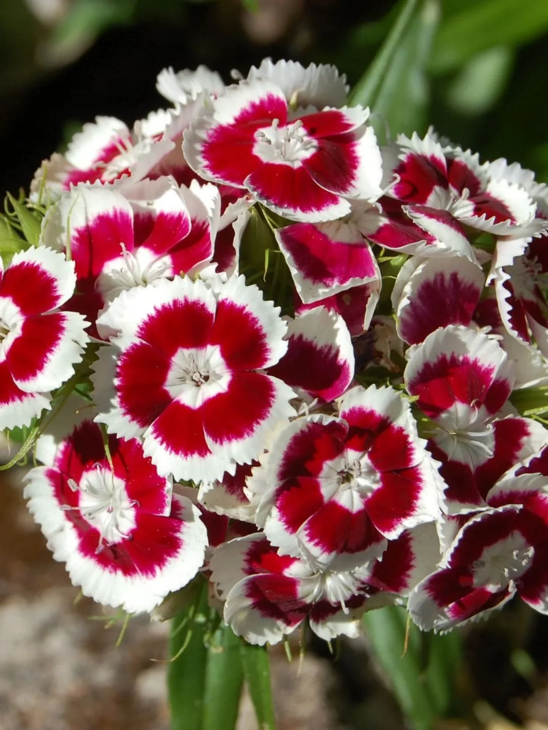 Baking With Flowers - Image 4