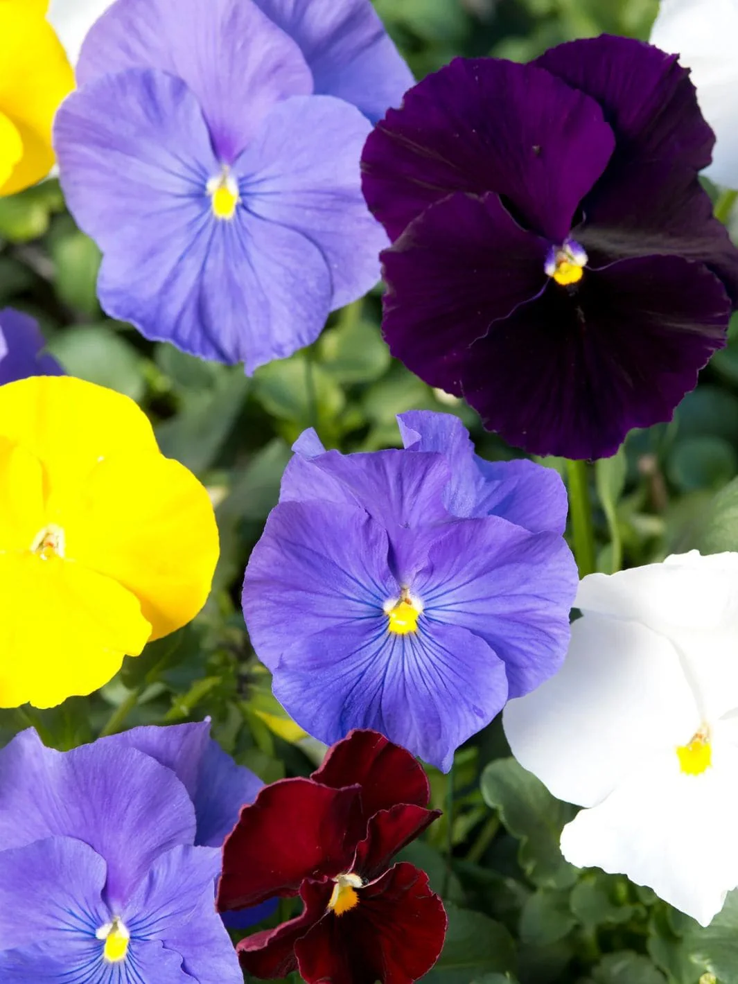 Baking With Flowers - Image 5