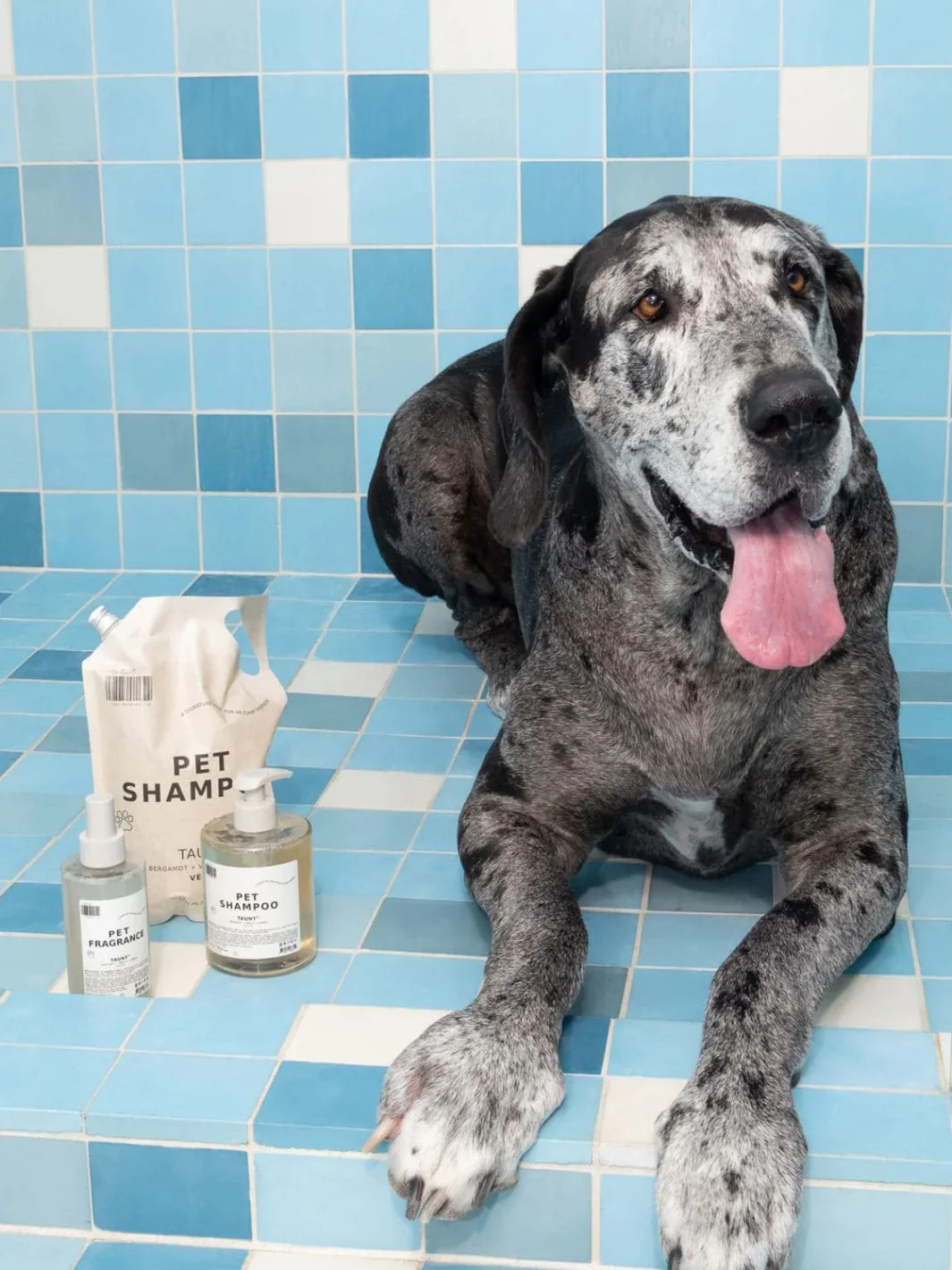 Pet Shampoo 01 "Taunt" - Image 5