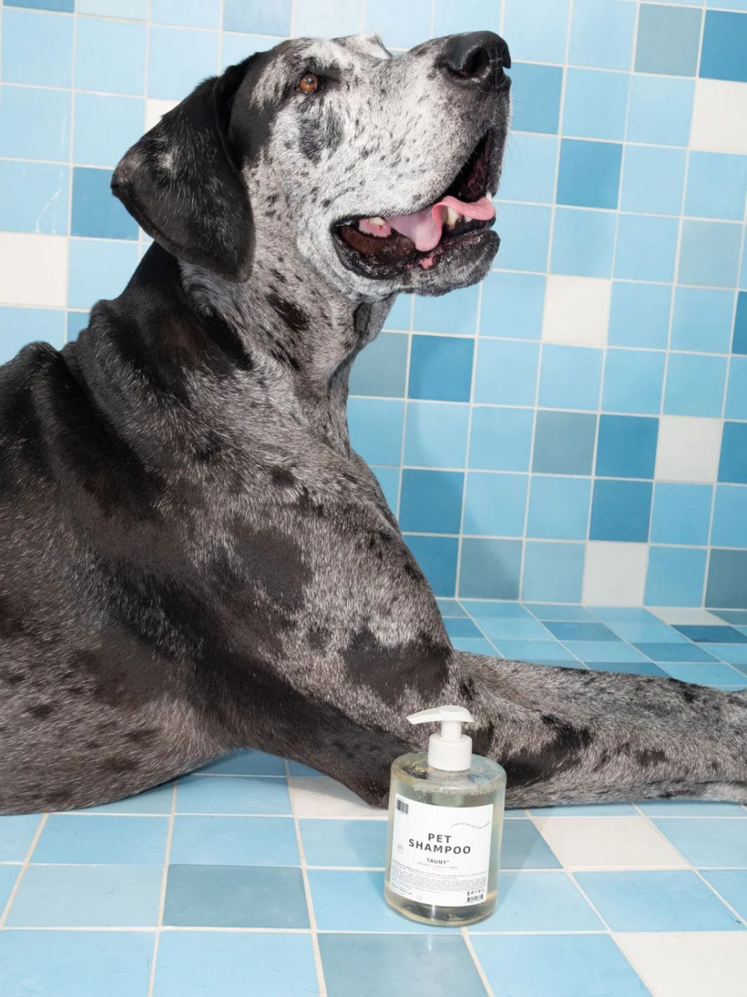 Pet Shampoo 01 "Taunt" - Image 6