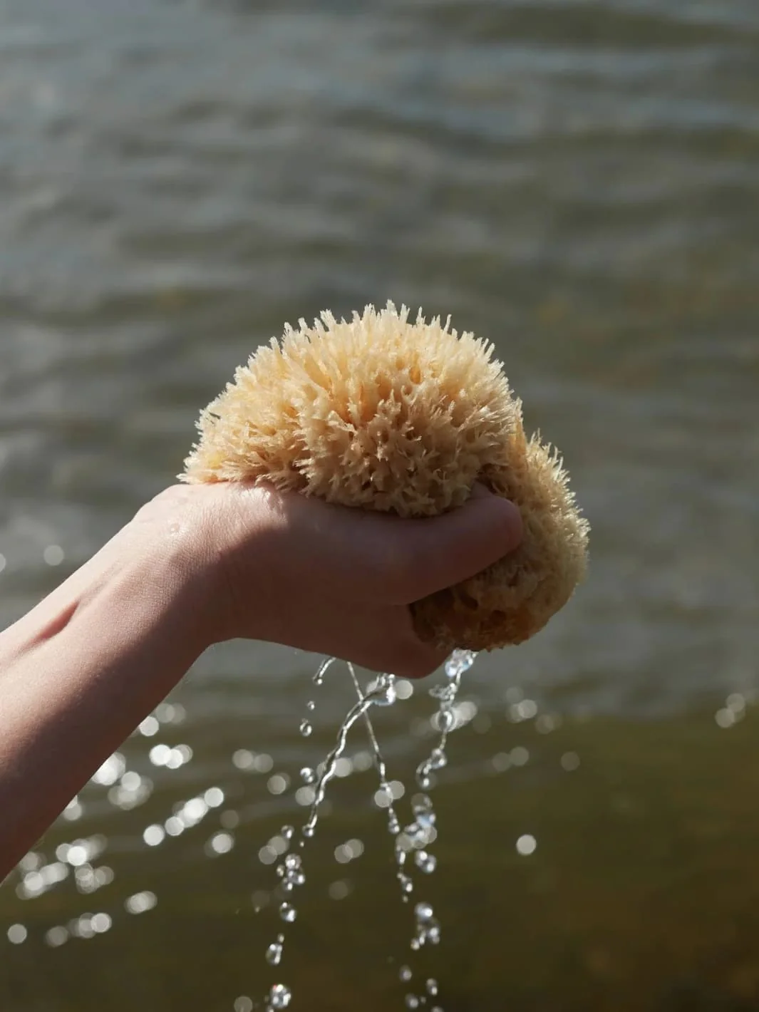 Sea Sponge - Medium - Image 2