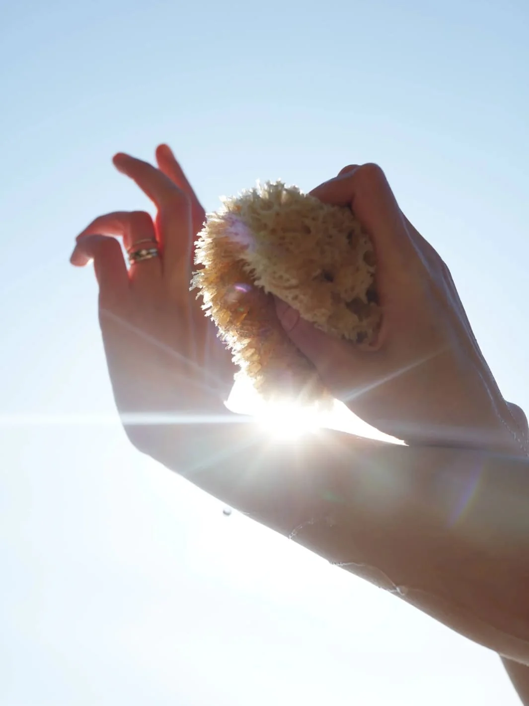 Sea Sponge - Medium - Image 4