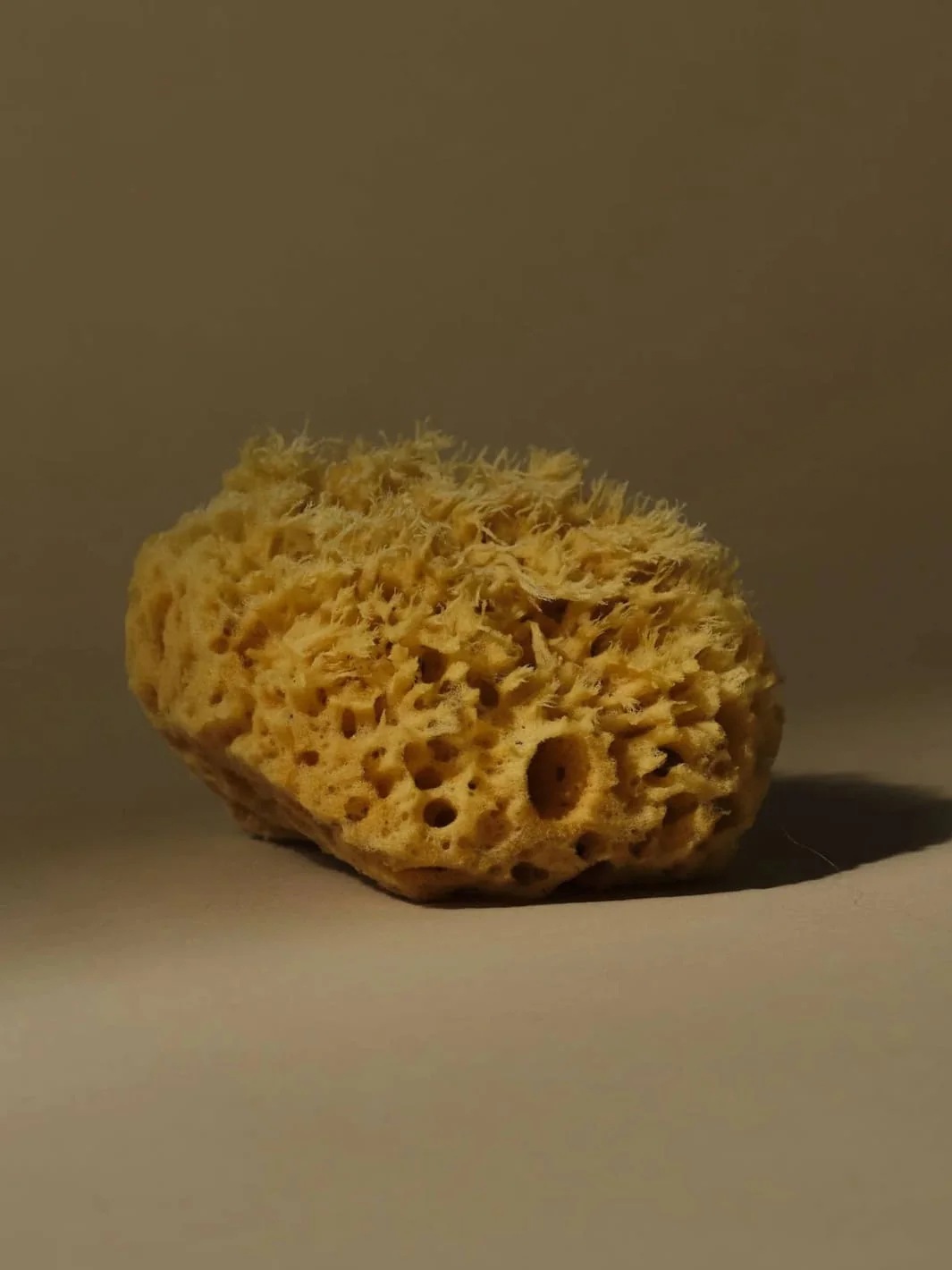 Sea Sponge - Medium - Image 5