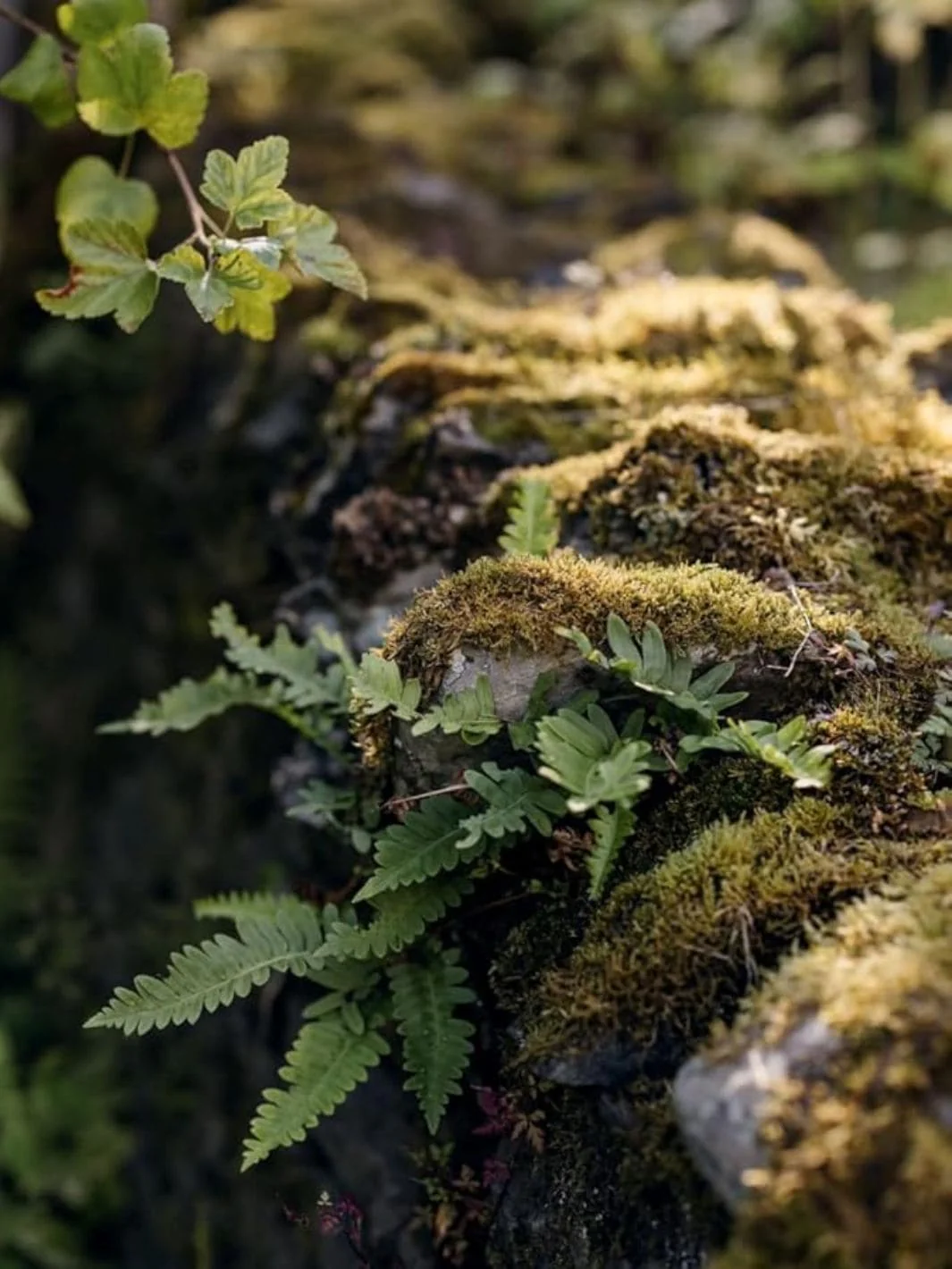 Wonderlands: British Garden Designers at Home - Image 10